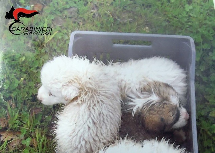 A Giarratana cuccioli di cane gettati nel fiume Irminio, salvati