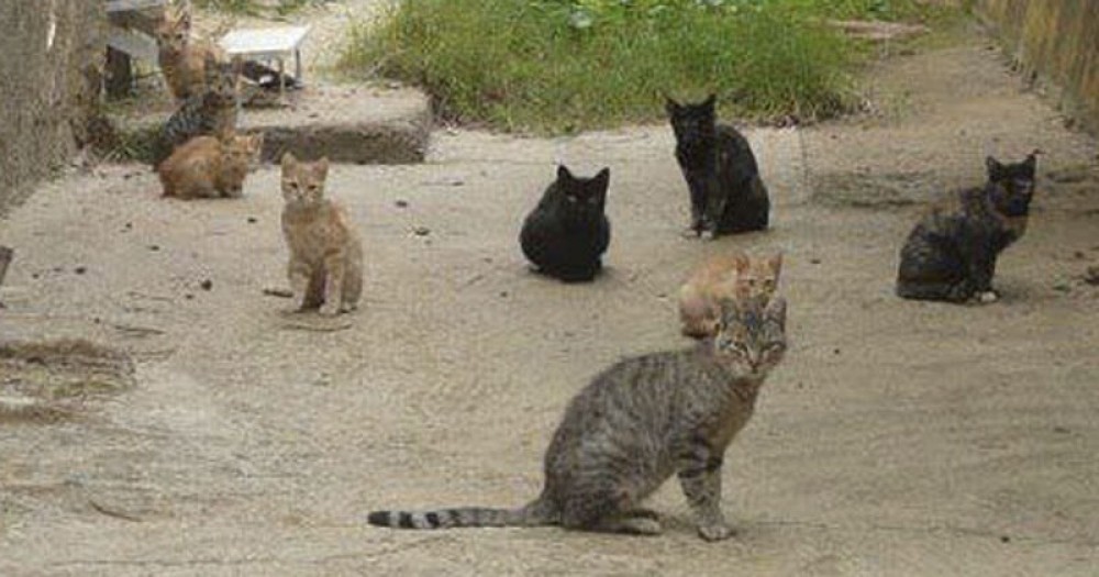 Scicli: Gatti avvelenati tra le sterpaglie al quartiere San Giuseppe abbandonato