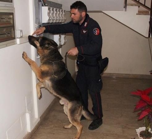 I carabinieri e il fiuto di “King” stanano due spacciatori a Modica e Pozzallo, uno è minorenne