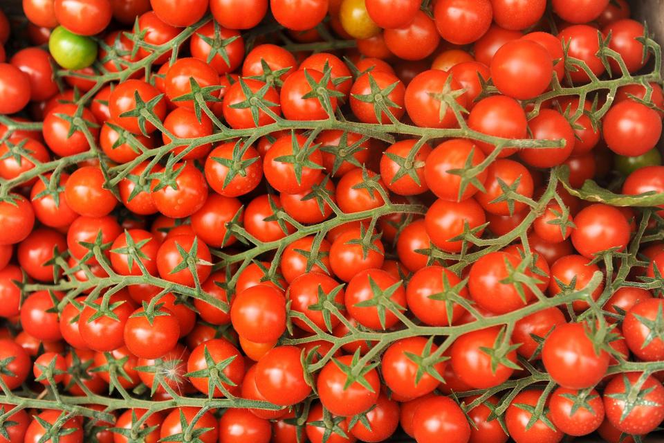 Riprodussero illecitamente pomodori protetti, imprenditori del ragusano risarciranno l’Aib