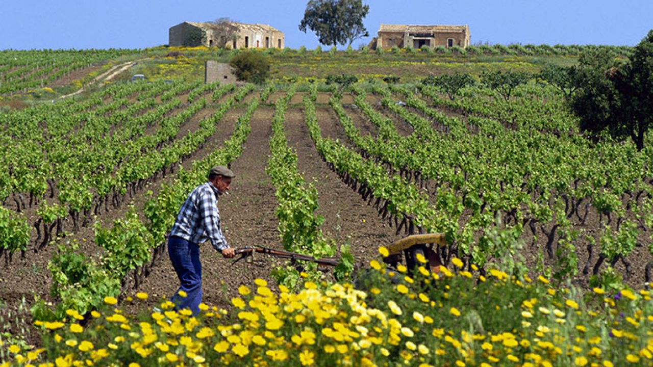 Ragusa, 232  i progetti ammessi a finanziamento con i bandi agricoltura del Psr Sicilia