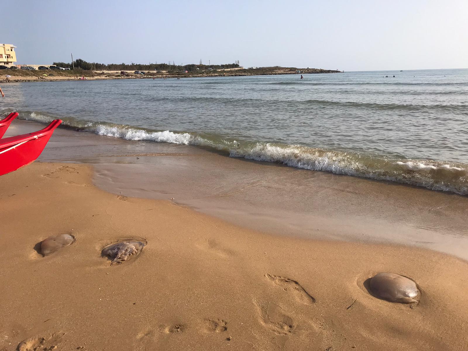 Meduse morte a Marina di Modica…e i bagnanti diventano biologi marini