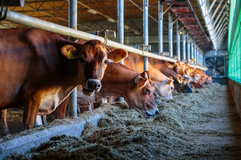 Settore zootecnico, L’on. Giorgio Assenza presenta interrogazione all’ARS per chiedere misure a favore del comparto