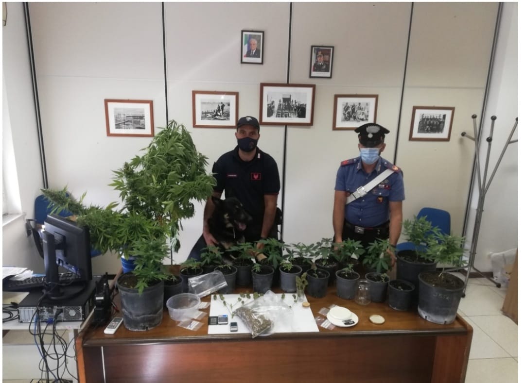 Coltivava marijuana in una serra “domestica”, in manette un giovane ispicese