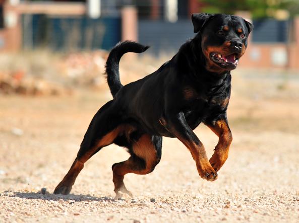 Scicli: Rottweiler aggredisce due sorelle a Bruca a Ferragosto, multato il padrone