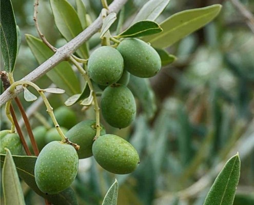 Raccolta delle olive, Dop Monti Iblei, Arezzo: ” meno quantità ma qualità elevata “