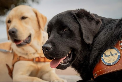 Due cani guida affidati a due famiglie ragusane: soddisfazione della sezione Uici