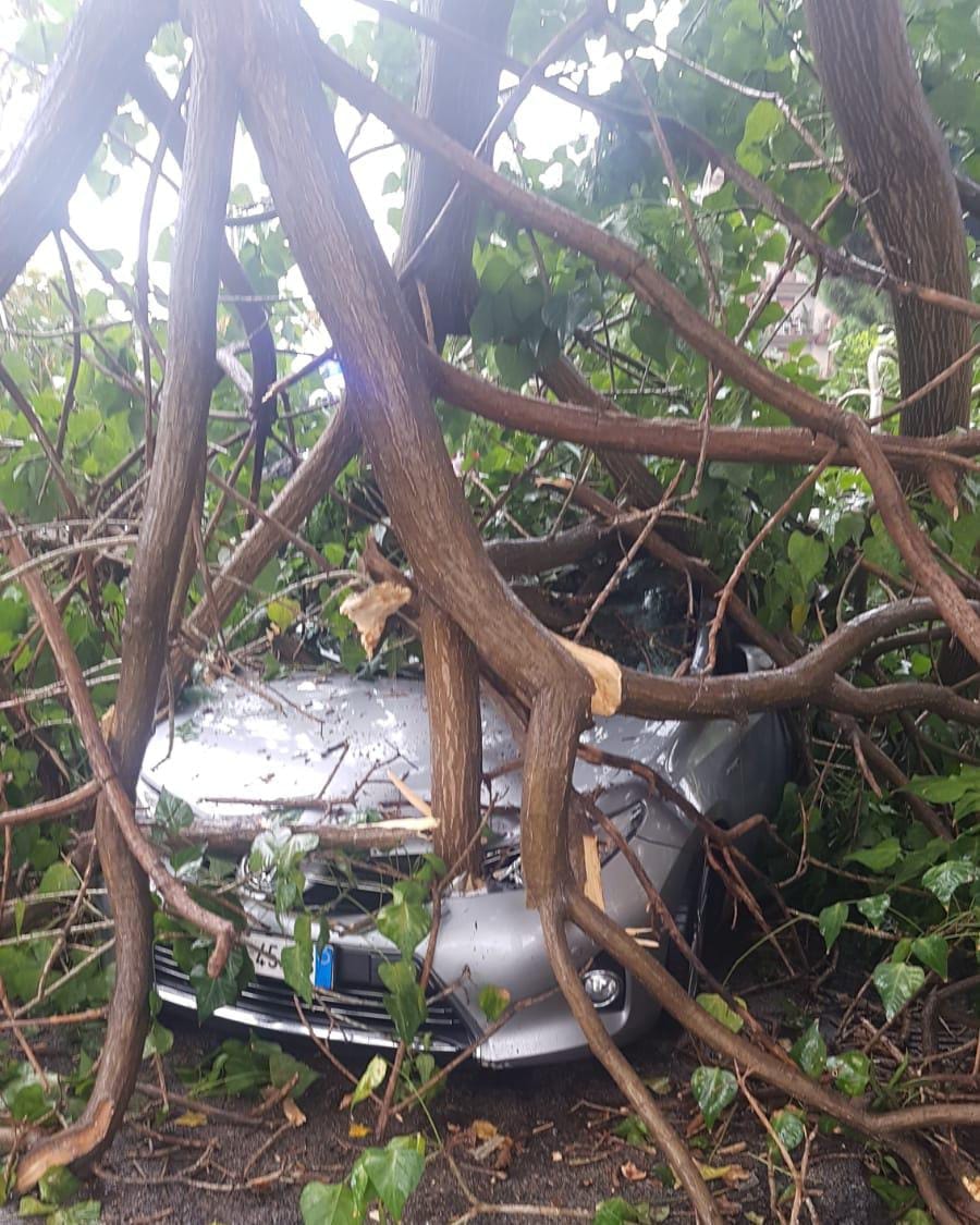 Vittoria: Albero cade su auto in sosta, nessun ferito, intervengono i pompieri