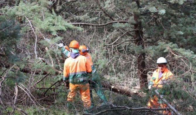 Lavoratori forestali, prende il via a giorni in commissione all’Ars il percorso di riforma