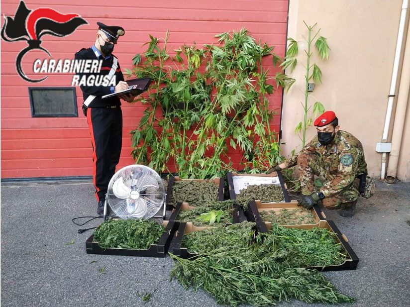 Coltivava marijuana in serre di pomodoro, scattano le manette per un vittoriese