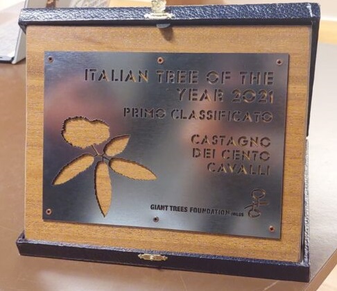 Il “Castagno dei 100 cavalli” di Sant’Alfio vince il concorso “Tree of the year 2021”
