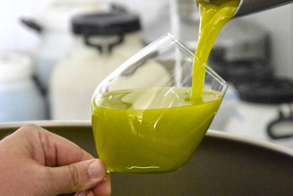 Consorzio Dop Monti Iblei , un corso di 35 ore per formare 16 nuovi capi panel