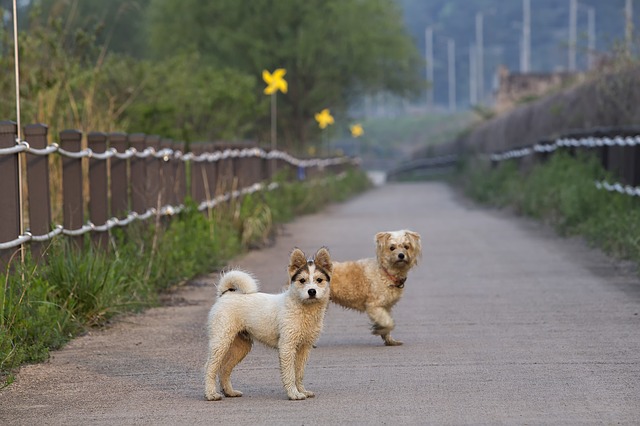 Sicilia: oltre 911 mila animali con il microchip. L’Oipa chiede l’obbligo anche per gatti e furetti a livello nazionale