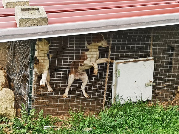 Cinque cani da caccia rinchiusi in piccole gabbie. Salvati grazie all’Oipa di Ragusa (foto+video)