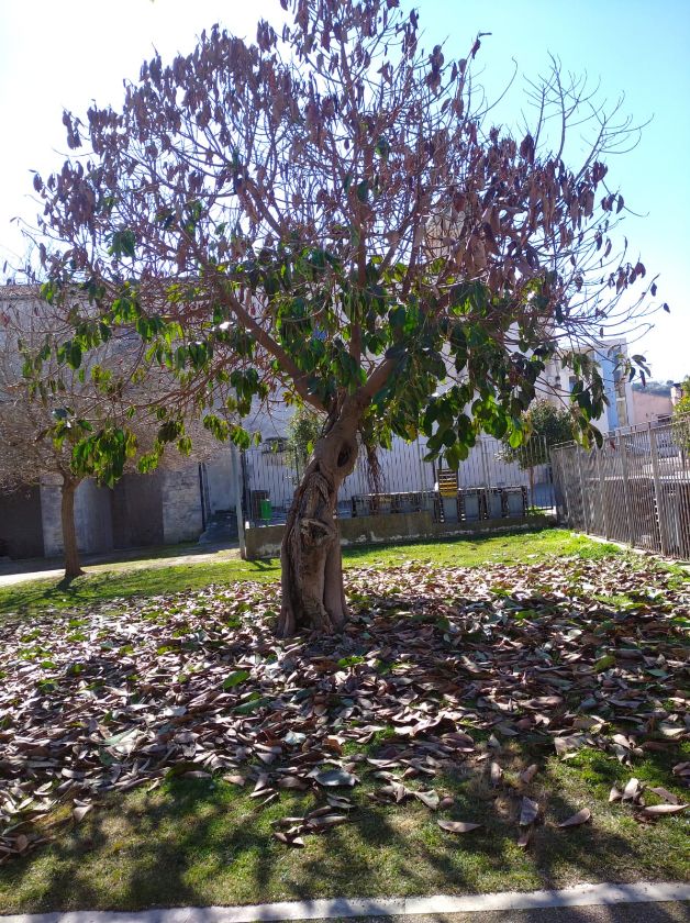 Comibleo Ragusa: due ficus del Giardino Ibleo daneggiati dal freddo sono a rischio