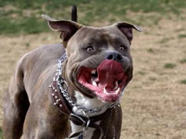 Scicli: bambino aggredito dal cane di famiglia,  finisce in ospedale per le ferite riportate