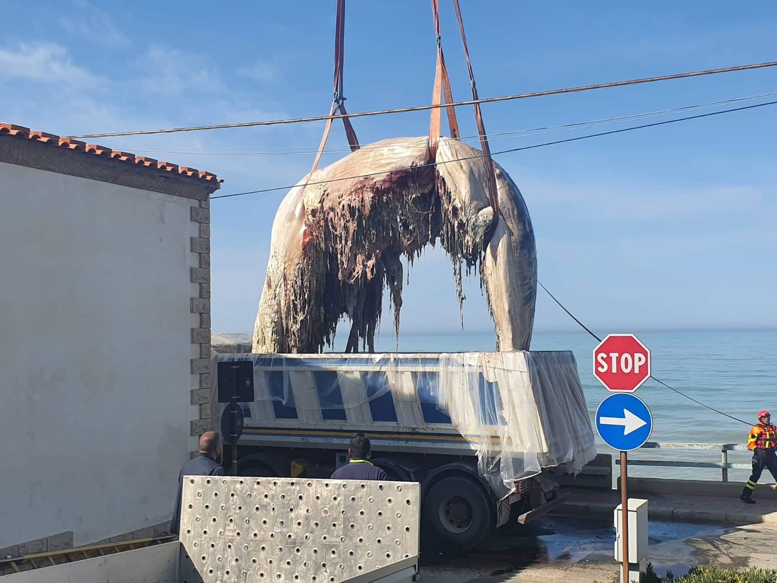 Scoglitti: finalmente rimossa la carcassa del capodoglio. Sarà sotterrata. (Video)
