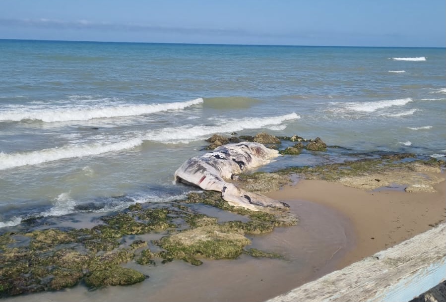 Scoglitti: il capodoglio spiaggiato non è stato rimosso! Ma forse qualcosa si muove…da domani