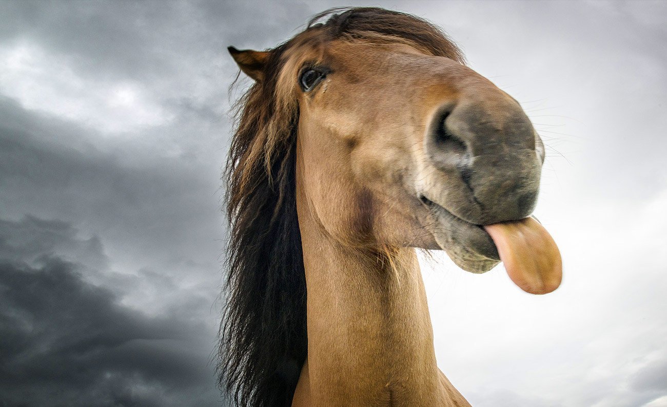 Acate, “Non sarà più messo in palio il cavallo”per San Vincenzo. Hanno vinto gli animalisti