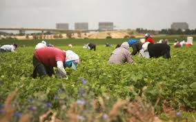 Flai Cgil: ”Le aziende agricole non trovano personale per i salari da fame”. Una giungla di norme, i giovani fuggono