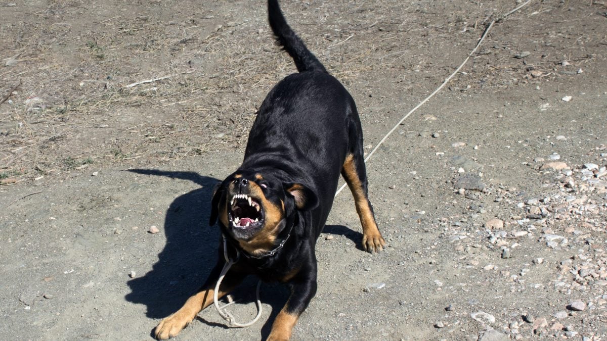 Comiso: Denunciato il proprietario del rottweiler che ha azzannato un pensionato, è un tunisino di 36 anni