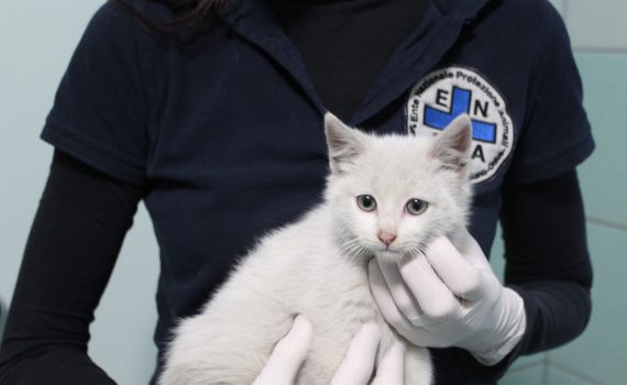 Cinquanta gatti chiusi in un garage a Scicli: scatta la denuncia per maltrattamento di animali