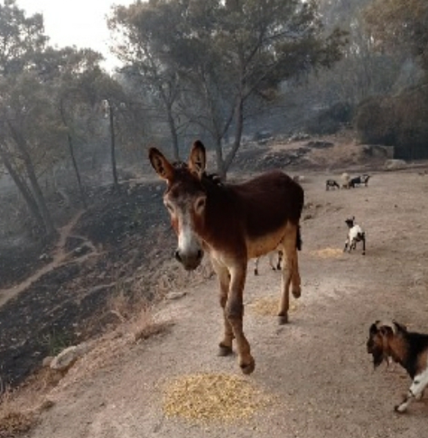 Gli asini e i cavalli di Calaforno si sono salvati dall’incendio ma non dai macellai. Appello della Lav a Schifani