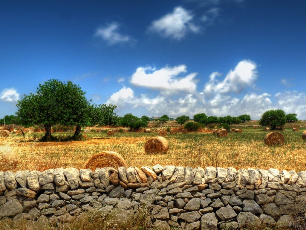 Zootecnia, la Regione finanzia i progetti integrati di filiera: il “Pollo ibleo” dell’Avimec di Modica e Progetto Natura di Ragusa