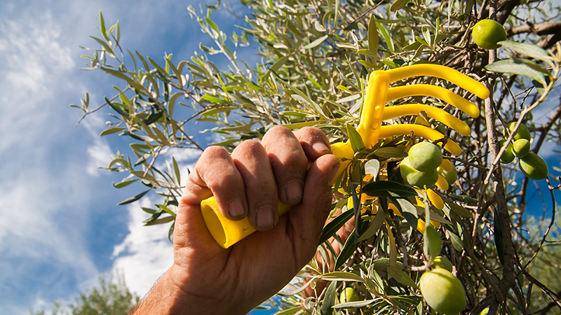 Modica: incidente sul lavoro, cade dall’albero mentre raccoglieva olive, trasferito a Catania