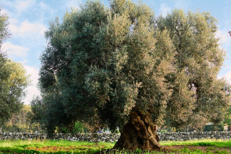 Ladri di olive arrestati dai carabinieri a Vittoria: danneggiati irreparabilmente alberi secolari