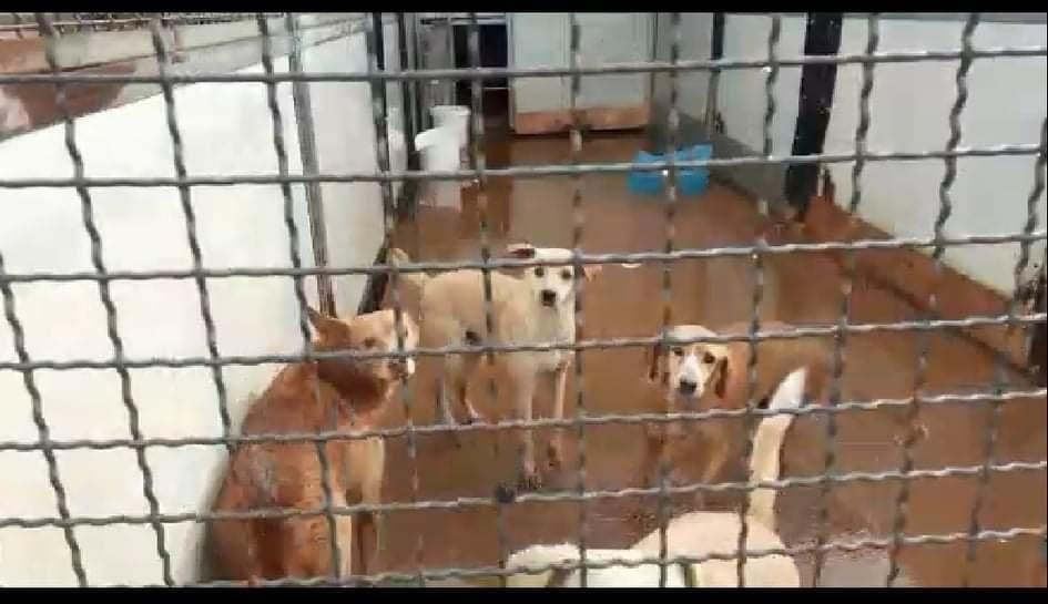 Modica: il Rifugio di Giulia si allaga ma i cani vengono salvati dalle volontarie