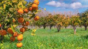 Sicilia, Agricoltura: un sistema di sensori e algoritmi permette di ottimizzare l’irrigazione