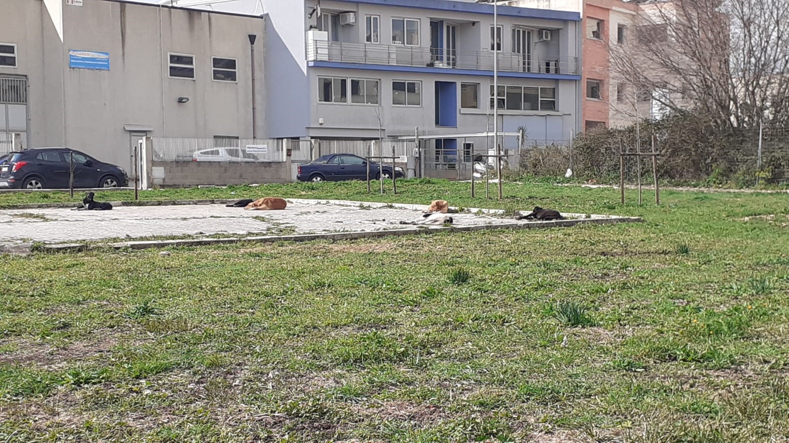 Branco di cani randagi in Via Cupoletti a Ragusa: denunciata incredibile storia di inefficienza