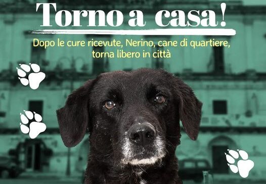 A Modica un convegno sul randagismo, prendendo spunto dalla storia di Nerino