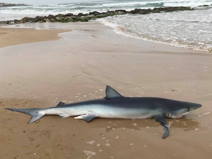 Scicli: squalo azzurro morto sulla spiaggia di Arizza, la Polizia Municipale avvia le procedure per la rimozione