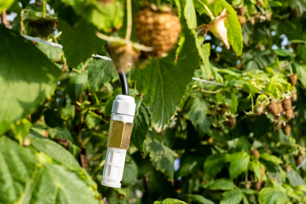 Basta un algoritmo per prevenire la peronospora sparsa. Parte da Comiso una tecnologia innovativa