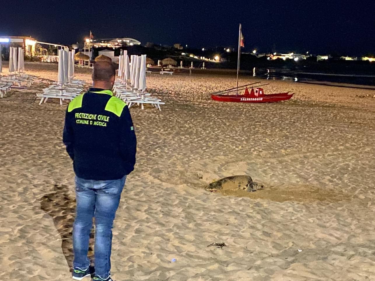Marina di Modica: in sicurezza un nido di tartaruga caretta caretta