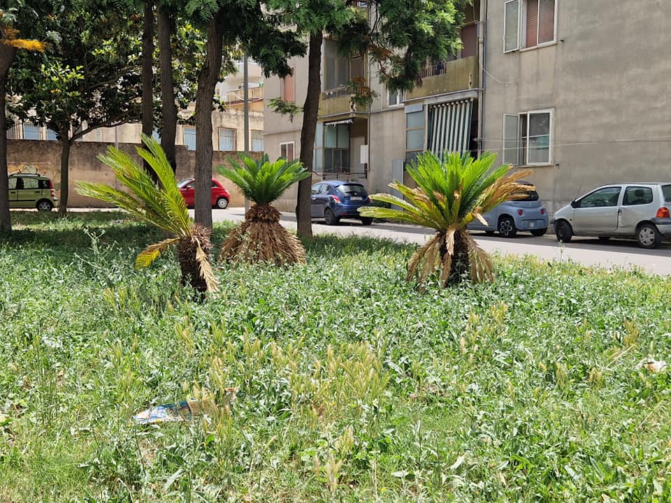 Modica: La zona della cittadella degli studi abbandonata a se stessa, serve pulizia e sicurezza