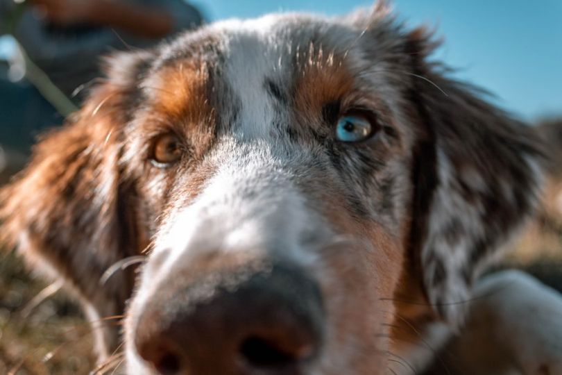 “Adottare un cane è un gesto che fa bene”: appello dell’assessore comunale di Ragusa Distefano