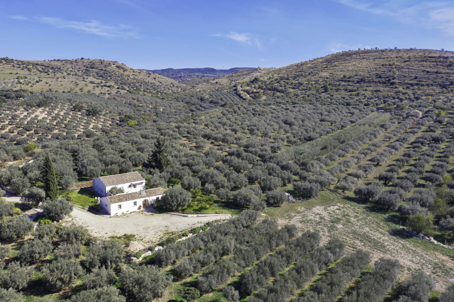 Affidare gli uliveti ad arboricoltori professionisti. Un corso del Consorzio Olio Dop Monti Iblei