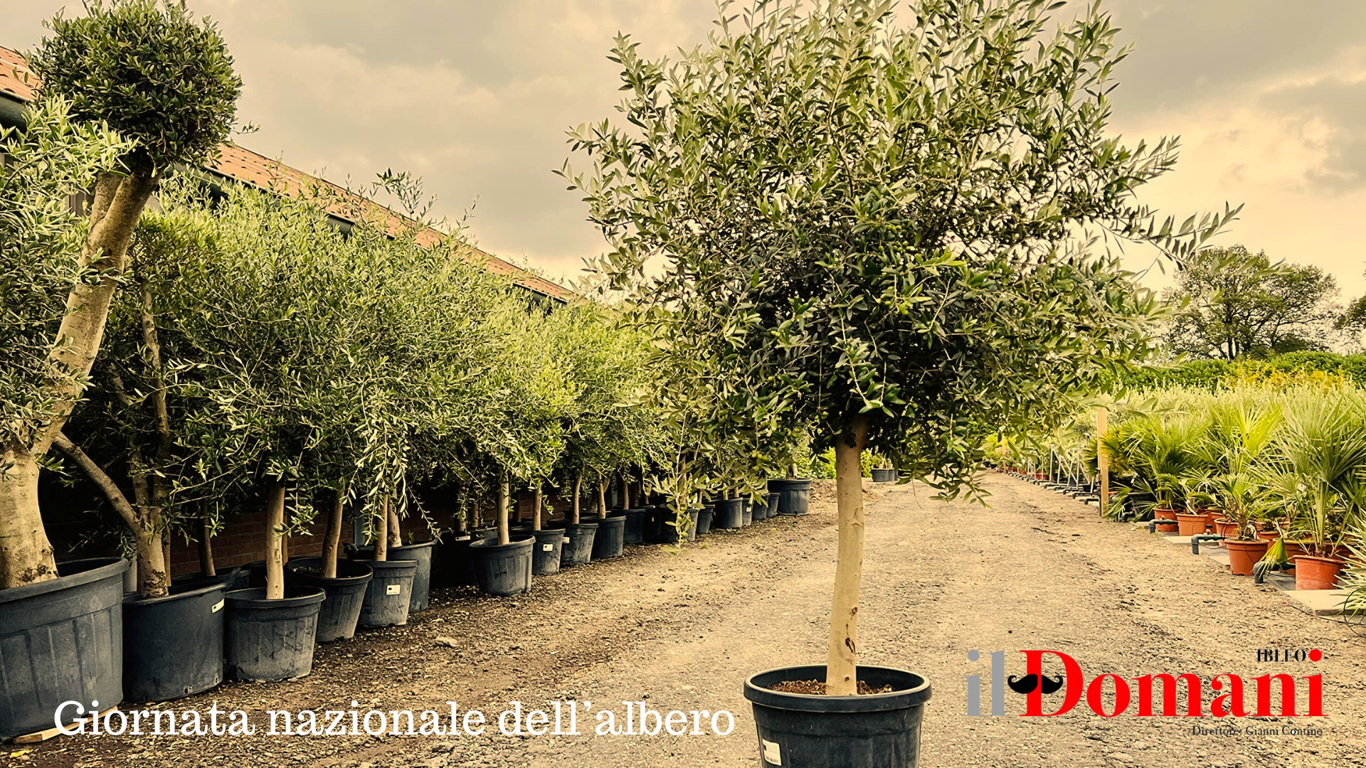 21 novembre Festa nazionale dell’albero, le iniziative della Regione nelle scuole siciliane