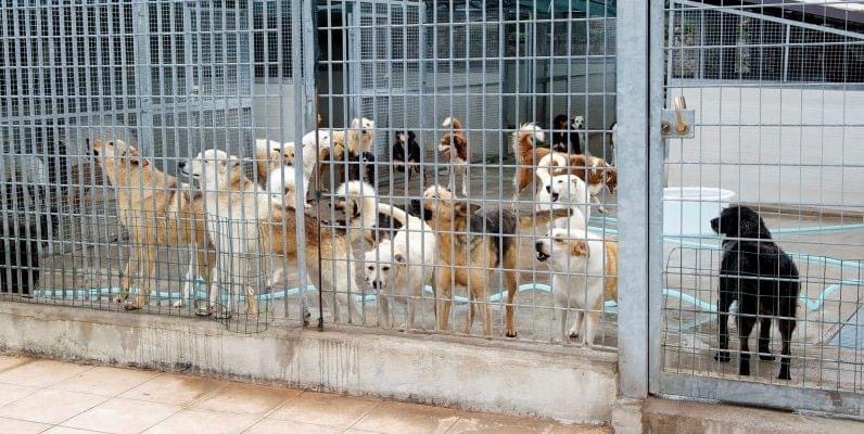 Modica città piglia tutto. 206 mila euro per la lotta al randagismo. Agli altri Comuni Abbate lascia le briciole