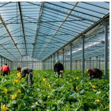 Vittoria: operai lavoravano senza i dispositivi di protezione, denunciato imprenditore agricolo