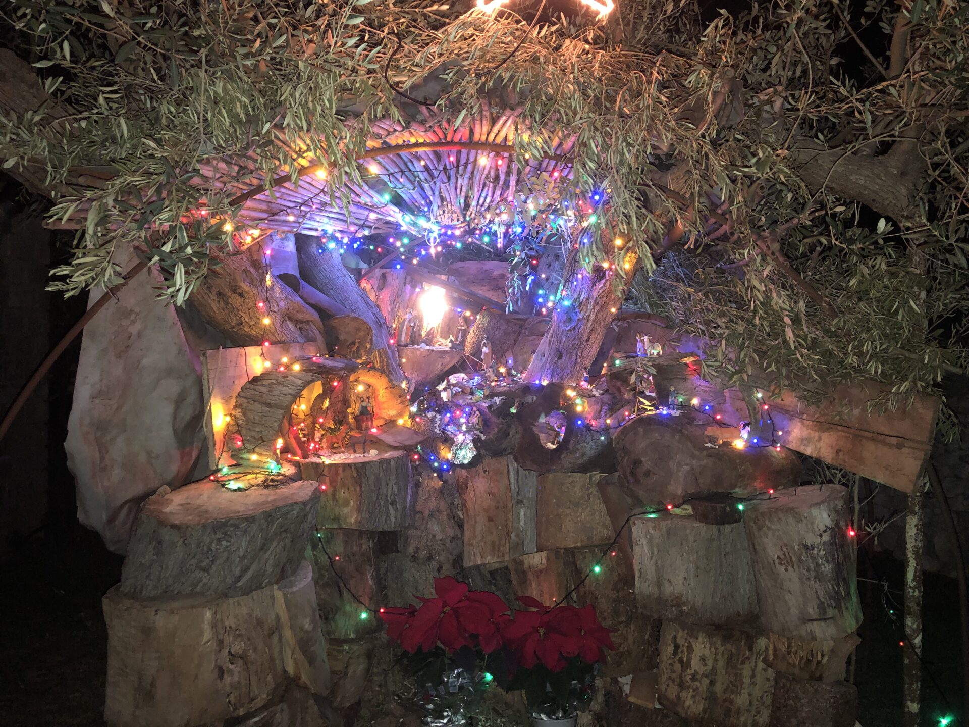 Modica: un presepe a Km zero realizzato dentro un albero di ulivo (Foto e video)