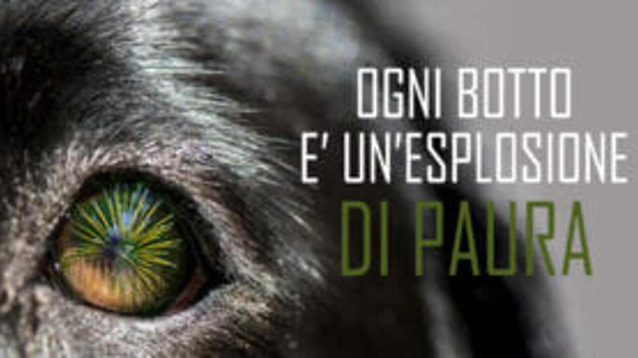 Capodanno, proteggiamo gli animali dai botti. Il pericolo arriva anche dalle lanterne cinesi
