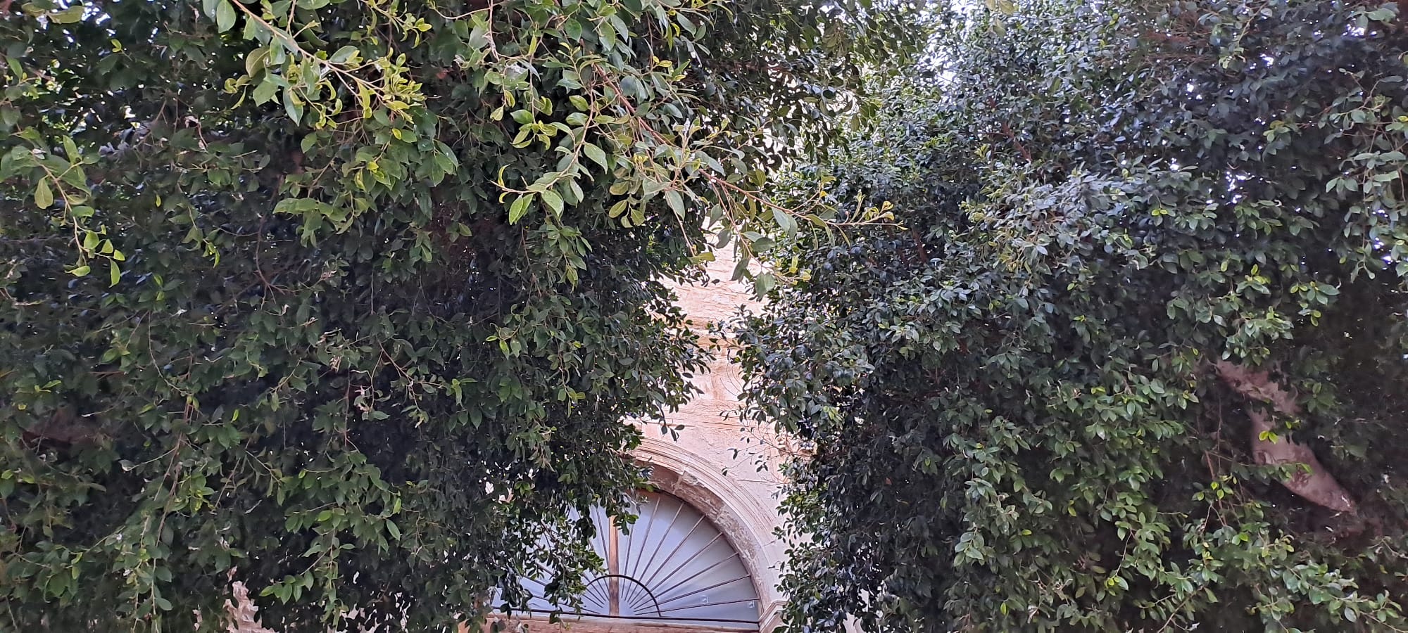 Comiso monta la polemica per la rimozione di diversi alberi in centro storico