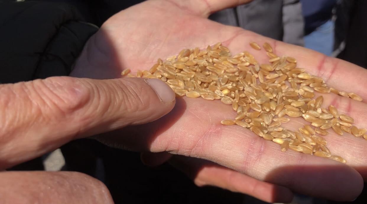 Regione: disposti dalla Regione prelievi di grano sulle navi in arrivo a Pozzallo