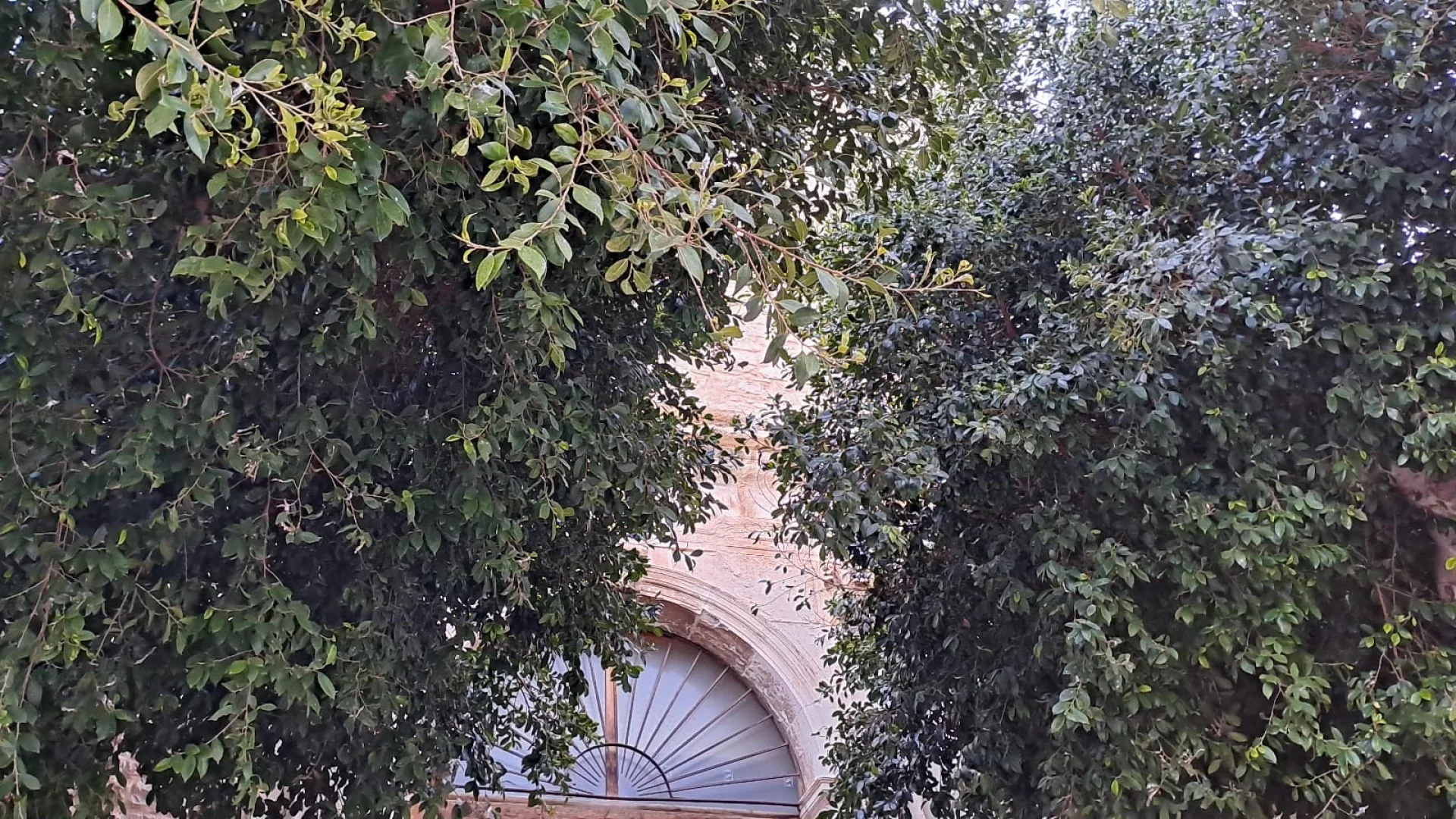 Rimuovere i ficus davanti la Chiesa di Gesù a Comiso è stata una scelta razionale e netta