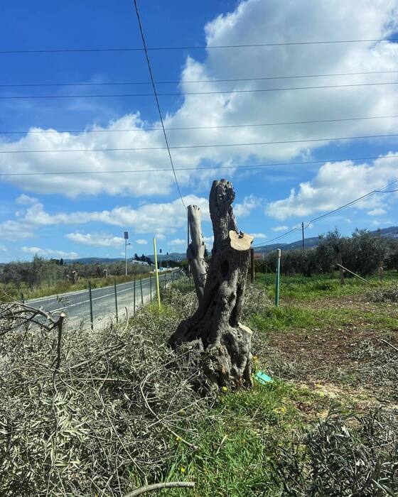 Alberi d’olivo secolari reimpiantati, Sindaco Chiaramonte Gulfi, ‘è uno scempio’
