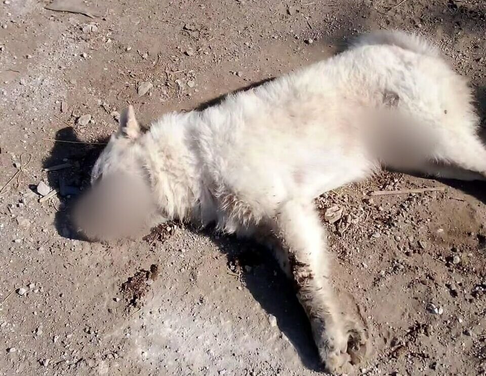 Cani avvelenati a Comiso: 4 sono morti e uno è in fase di ripresa